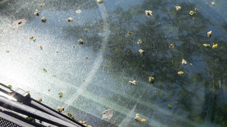 Tree sap on car windshield 