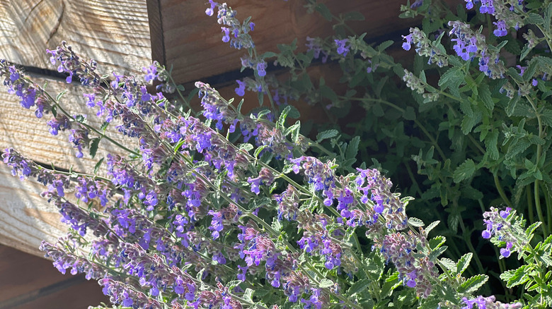 catnip plant in a garden