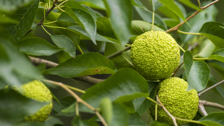 an osage orange or hedgeapple tree