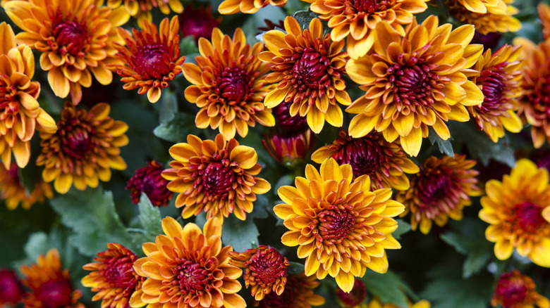 orange Chrysanthemums