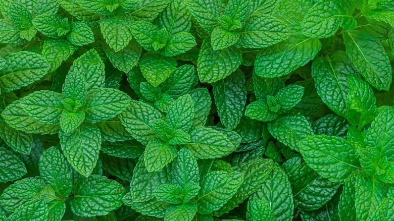 peppermint plants