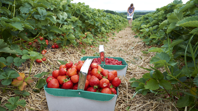 Woman picking big red strawberries from garden