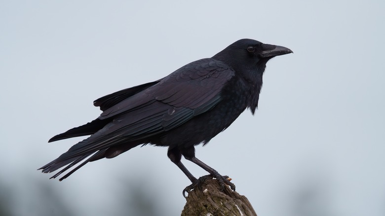American crow sitting on a stump 