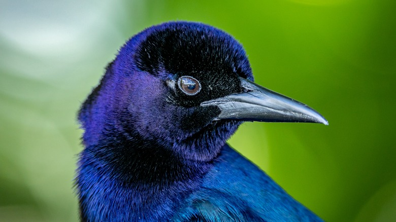 Closeup on the common grackle 