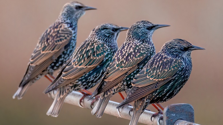 Row of European starlings