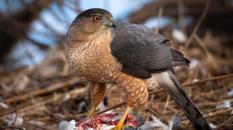 Coopers hawk with a fresh kill 