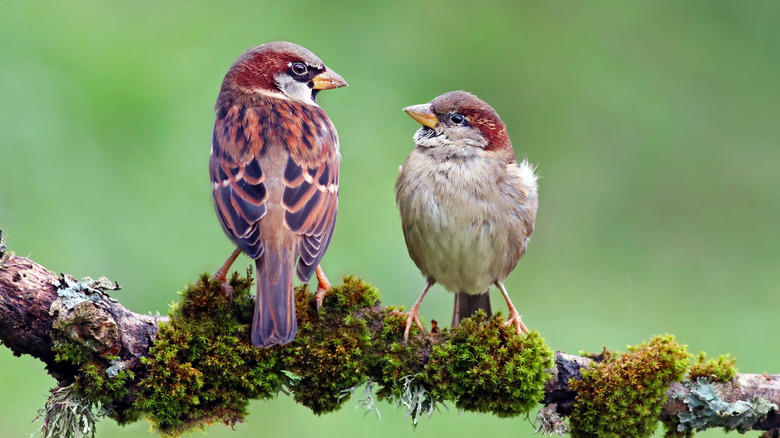 Pair of house sparrows on a branch