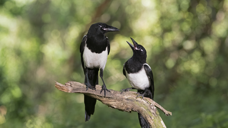 Two magpies 