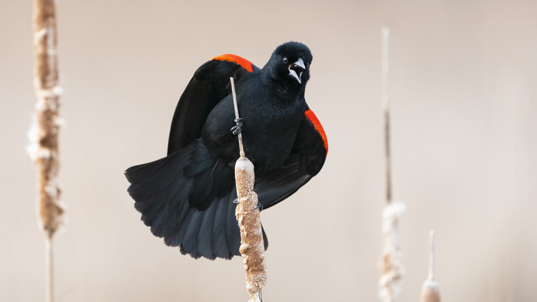 Calling red-winged blackbird 