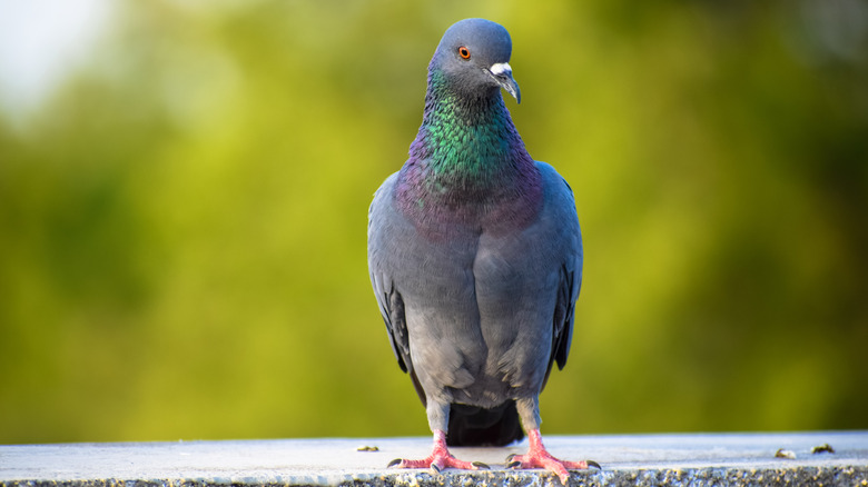 Closeup of rock pigeon