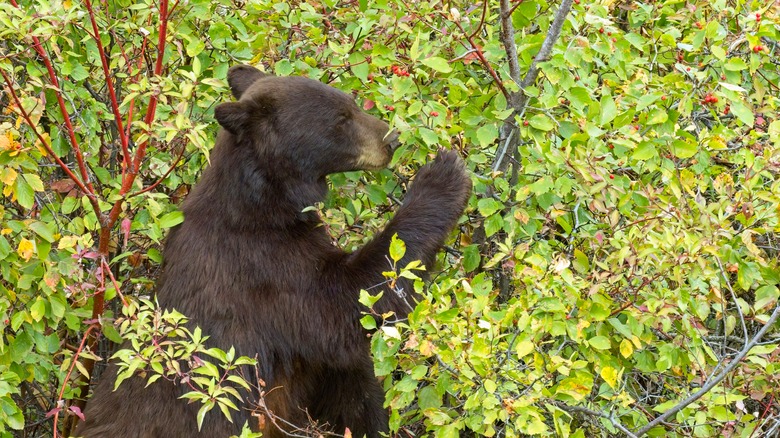 Bear eating berries