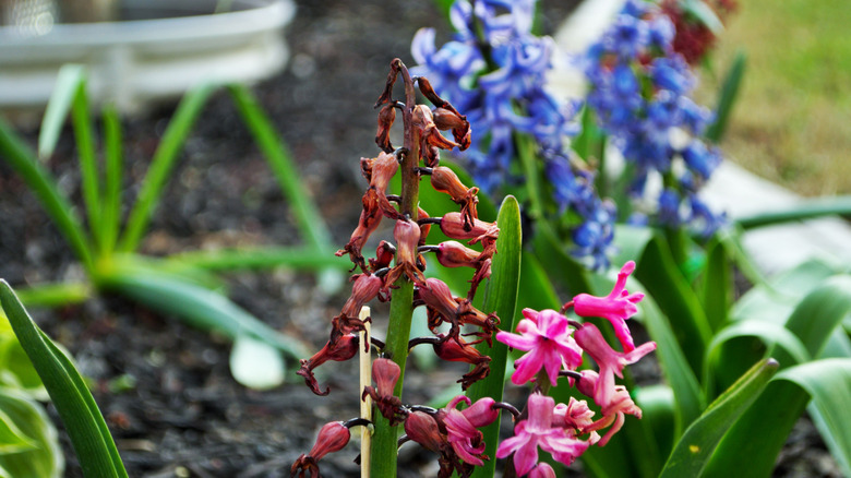 Wilting hyacinth flowers