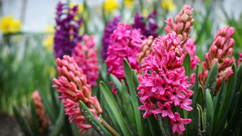 Pink and purple hyacinths just starting to bloom