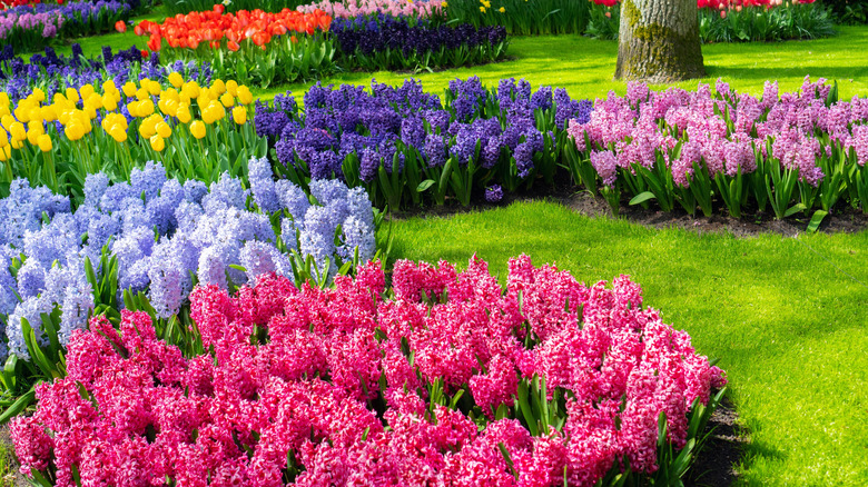 Multi-colored beds of hyacinth flowers with some tulips