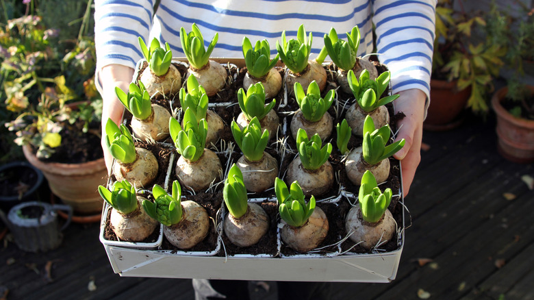 Gardener holding box of hyacinth bulbs