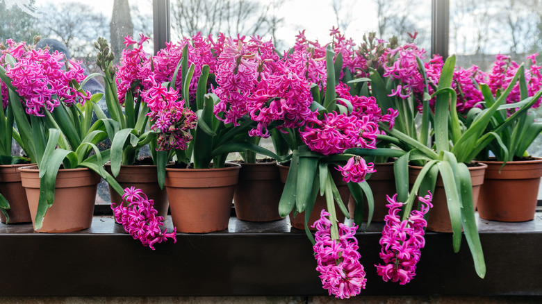 Vibrant pink hyacinths in pots