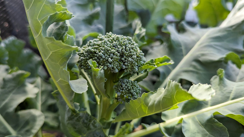 A broccoli plant growing broccoli in a garden