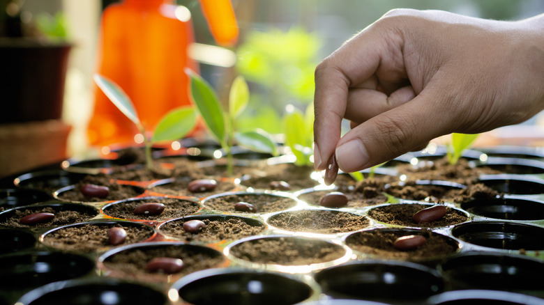 Seeds being placed in a tray with some seedlings in the background