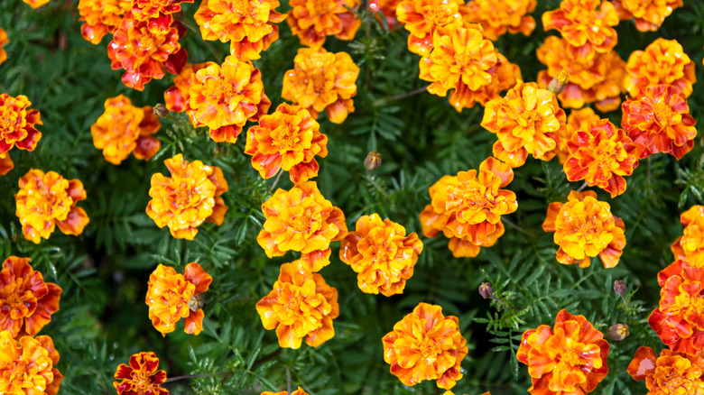 Damp French marigolds with dark orange and red coloring clustered together