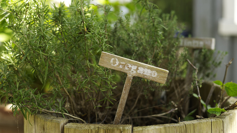 Oregano growing in a wooden pot outdoors with a wooden label