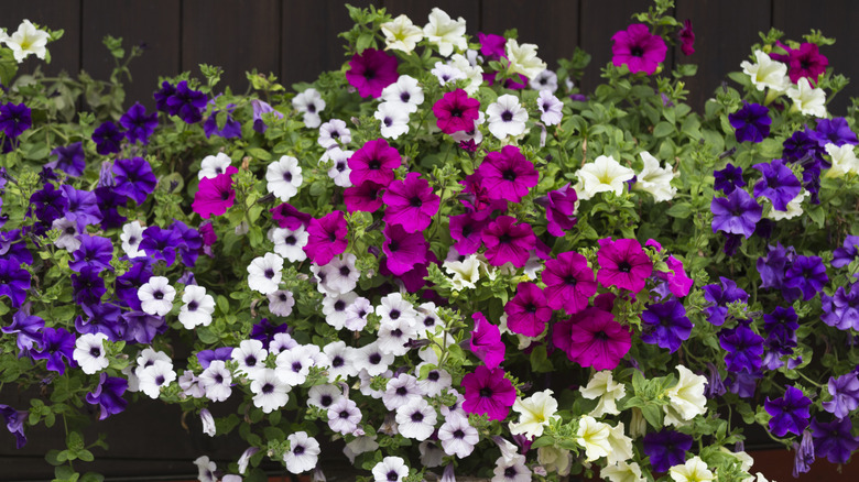 Several colors of petunia packed into a wooden pot outside