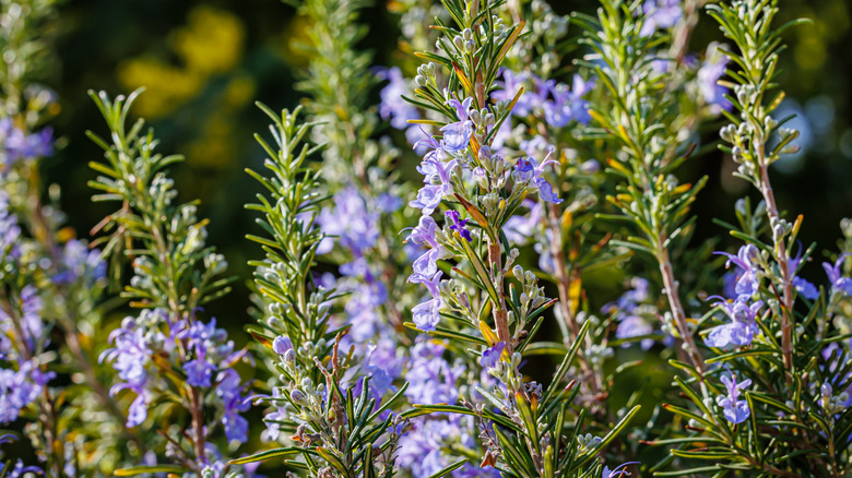 Rosemary blooming out in a garden