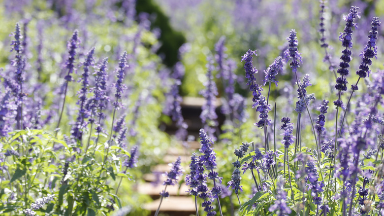 Salvia, or sage, growing alongside a garden path