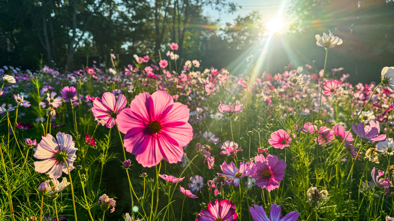 A field of pink and white cosmos, with bright sunlight across the flowers