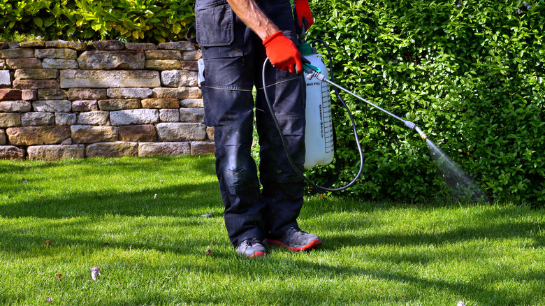 Person spraying weeds in lawn