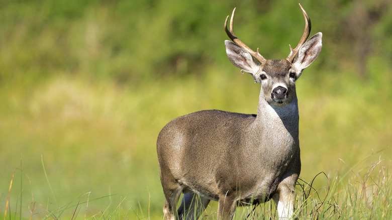 Mule deer in a green meadow