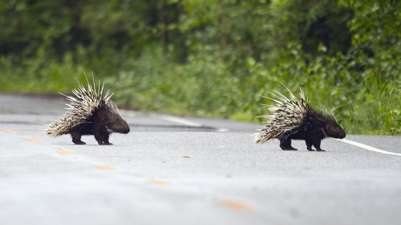 Two porcupines with raised quills on the road