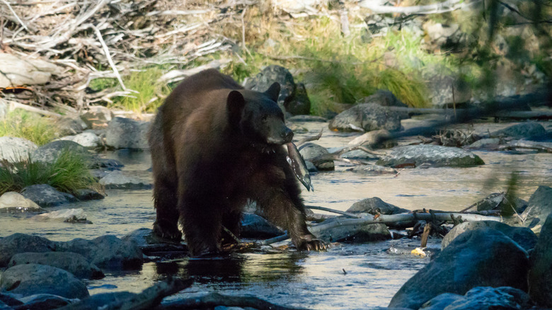 Black bear catching fish in a creek near Lake Tahoe