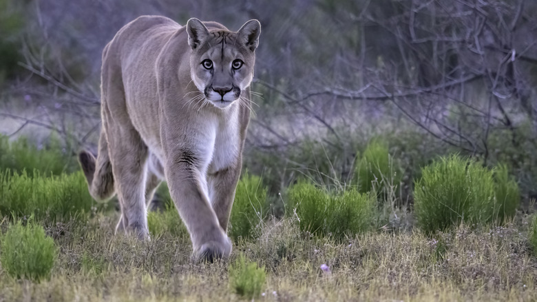 Mountain lion walking through a meadow