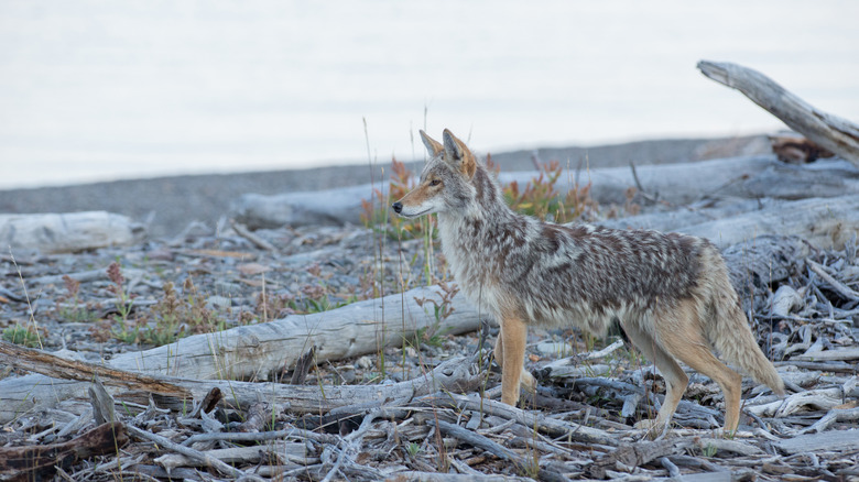 Coyote standing on driftwood