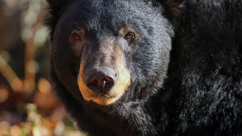 close up of black bear