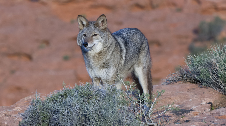 coyote in the desert