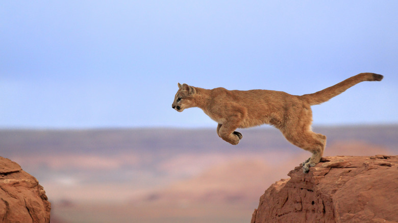 mountain lion jumping across crevasse in the desert