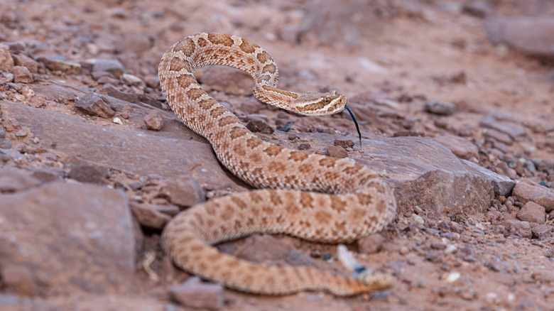 midget faded rattlesnake on desert rocks