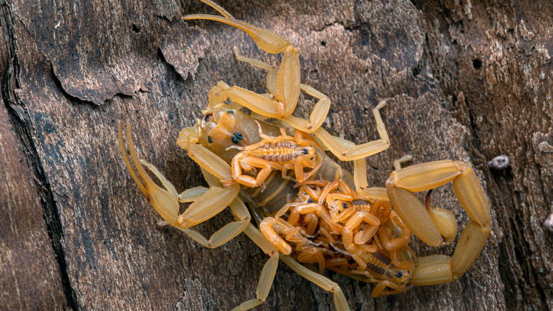 arizona bark scorpion with babies