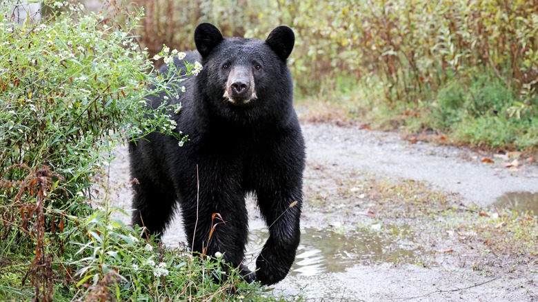 Black bear walking on path