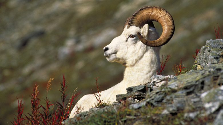 Dall sheep amongst rocks