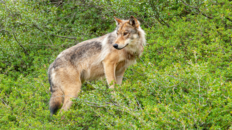 Wolf in field, looking on