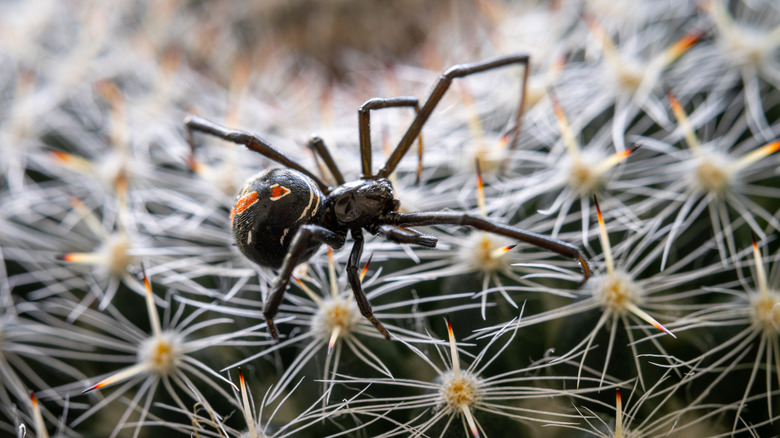 An immature black widow crawling along the spines of a cactus