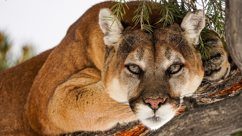 Mountain lion lying crouched on the branch of a tree, staring at the camera