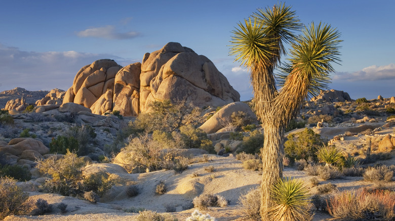 Part of Joshua Tree National Park with rocks and trees