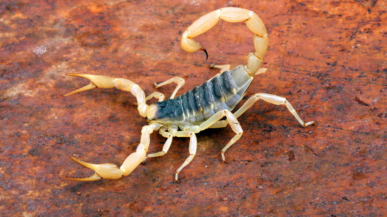 A giant desert hairy scorpion close up