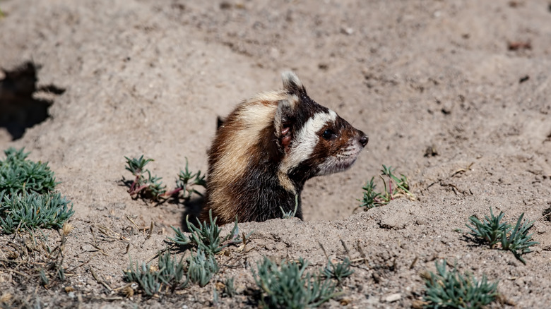 Western spotted skunk with head poking out of sand