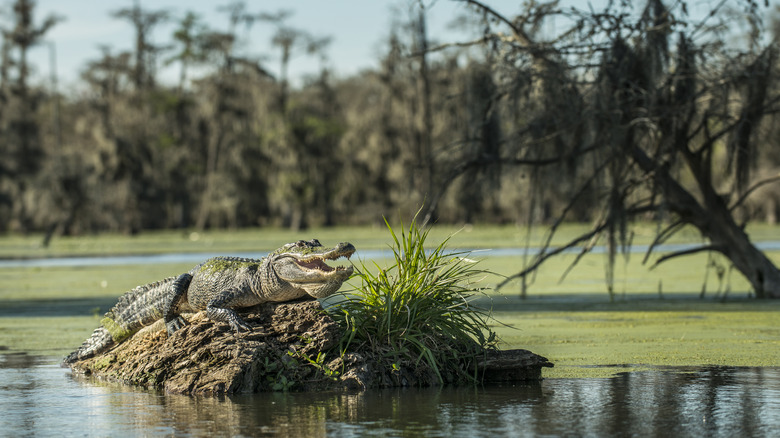 alligator in louisiana swamp