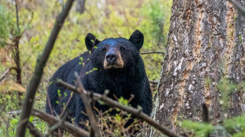 Louisiana black bear