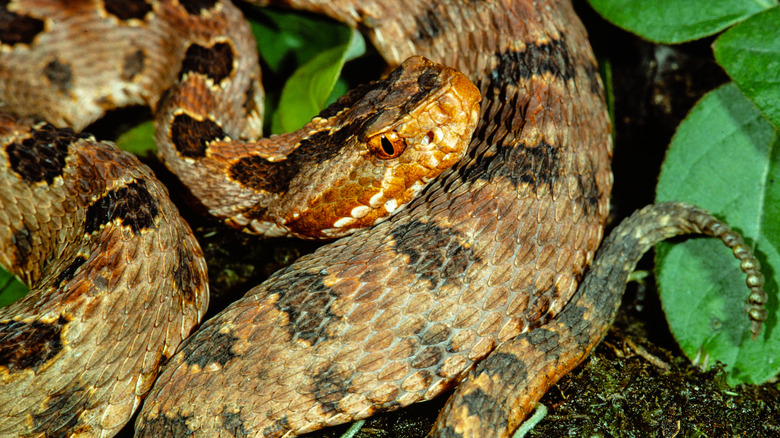 pygmy rattler